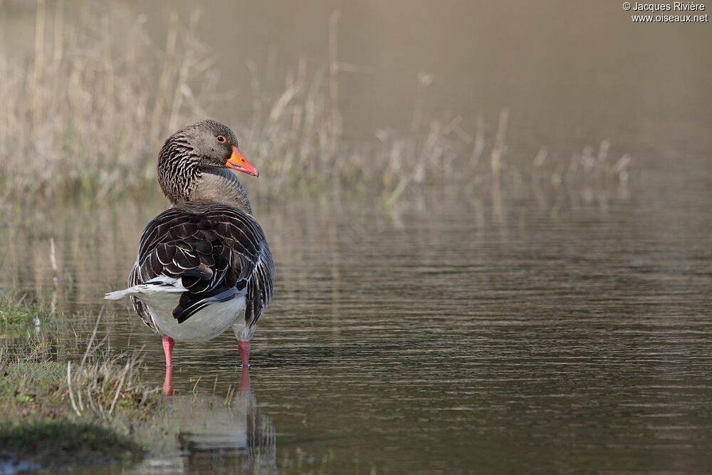 Greylag Goose male