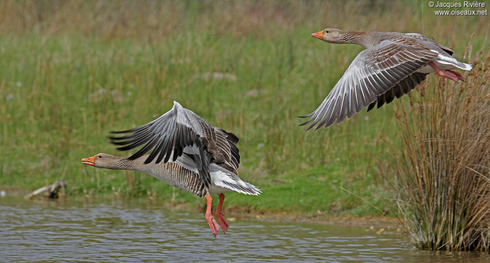 Greylag Goose adult breeding, Flight