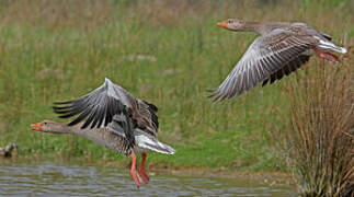 Greylag Goose