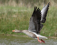 Greylag Goose