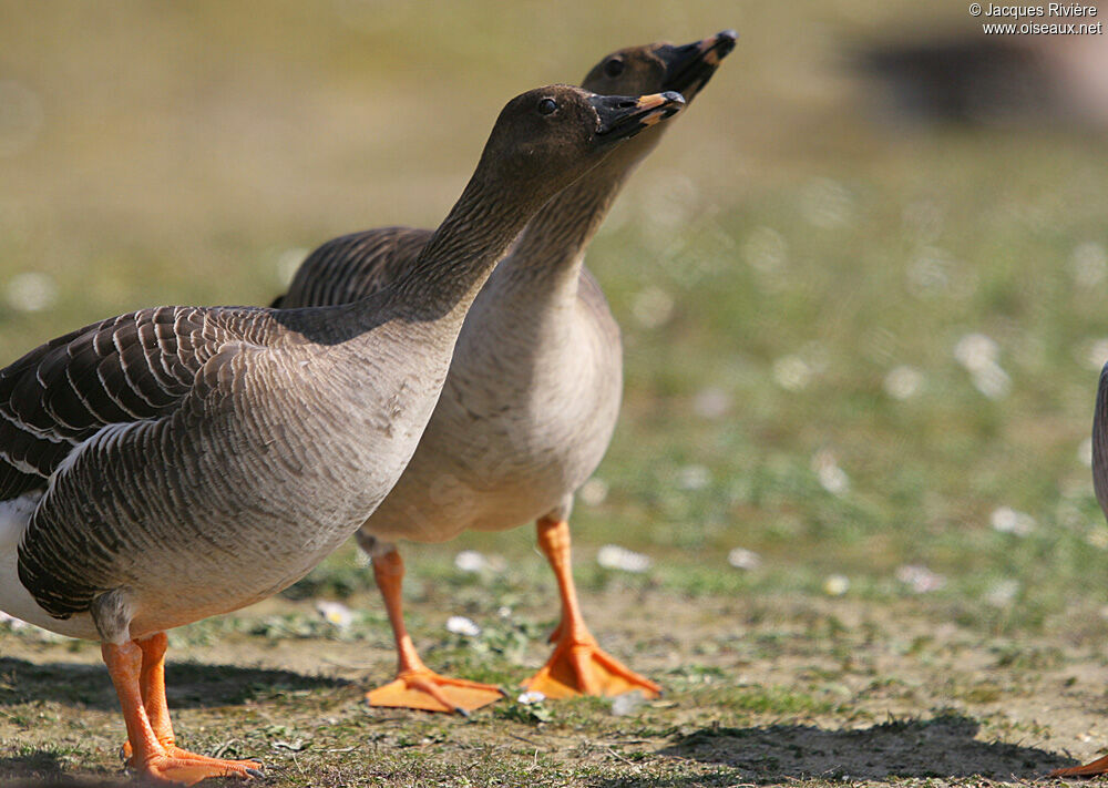 Taiga Bean Goose adult breeding