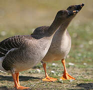 Taiga Bean Goose