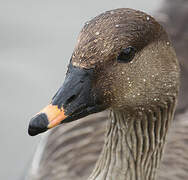 Taiga Bean Goose