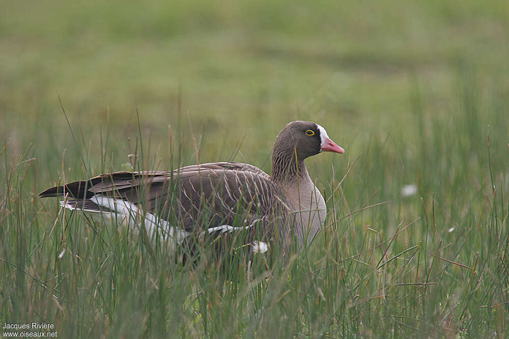 Oie naineadulte nuptial, habitat, pigmentation