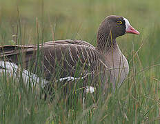 Lesser White-fronted Goose