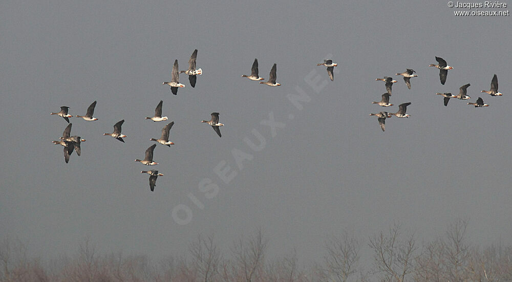 Greater White-fronted Gooseadult breeding, Flight