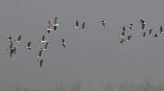 Greater White-fronted Goose