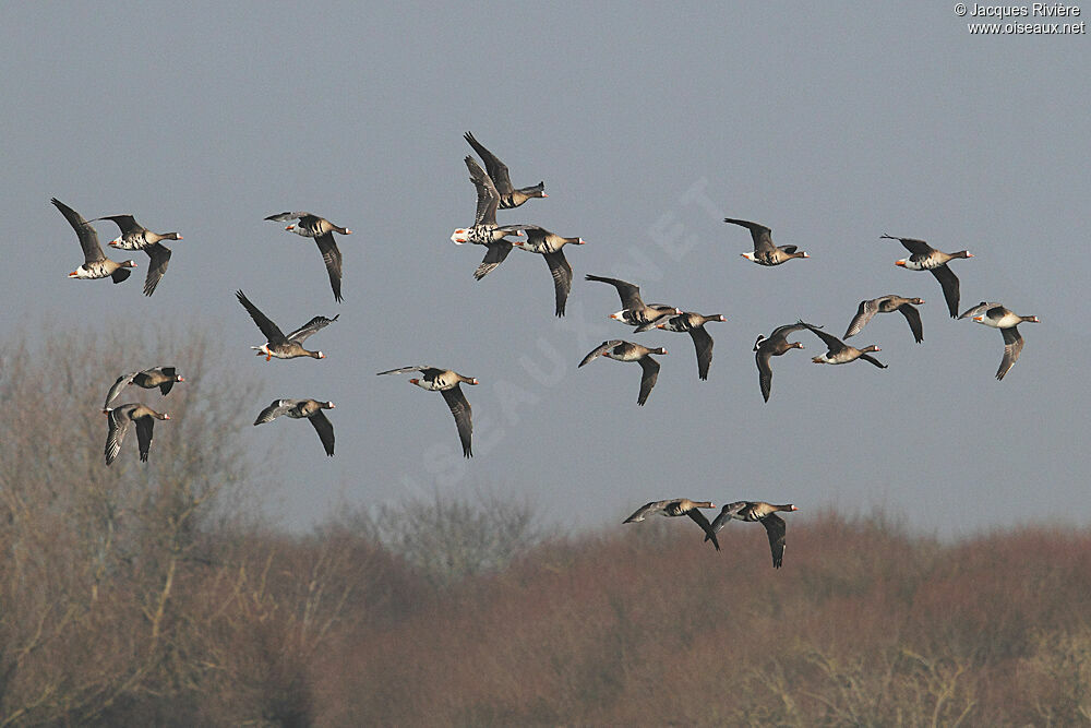 Greater White-fronted Gooseadult breeding, Flight