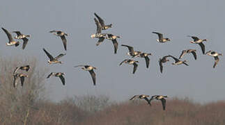 Greater White-fronted Goose