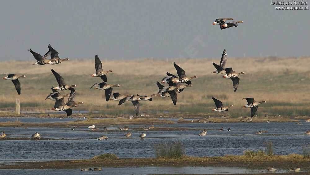 Greater White-fronted Gooseadult breeding, Flight