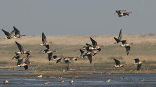 Greater White-fronted Goose