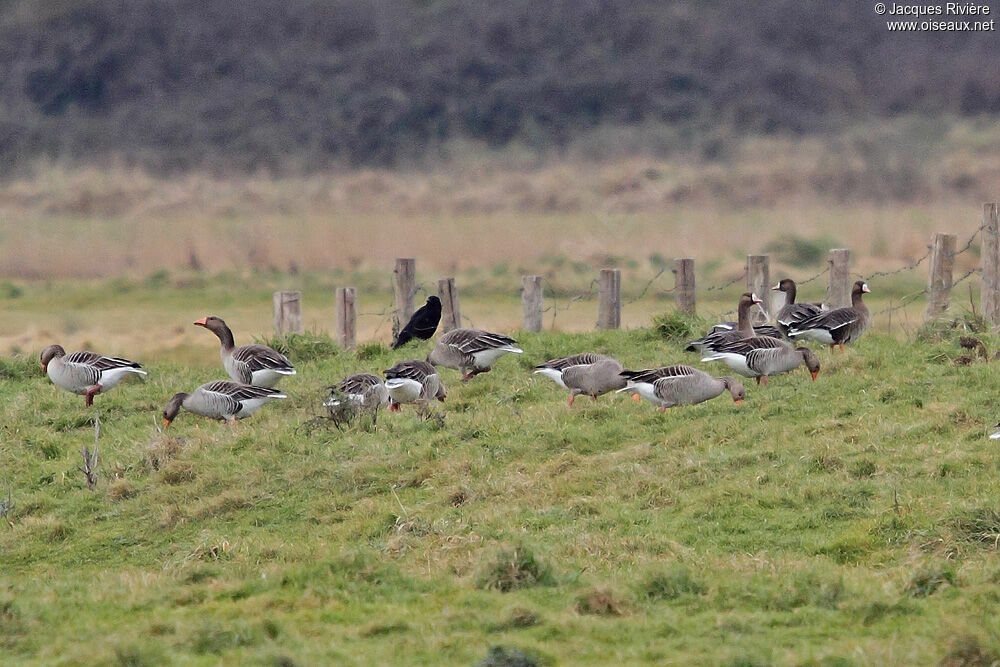 Greater White-fronted Gooseadult breeding