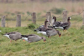 Greater White-fronted Goose