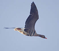 Greater White-fronted Goose