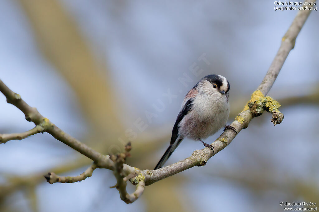 Long-tailed Titadult breeding, identification