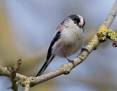 Long-tailed Tit