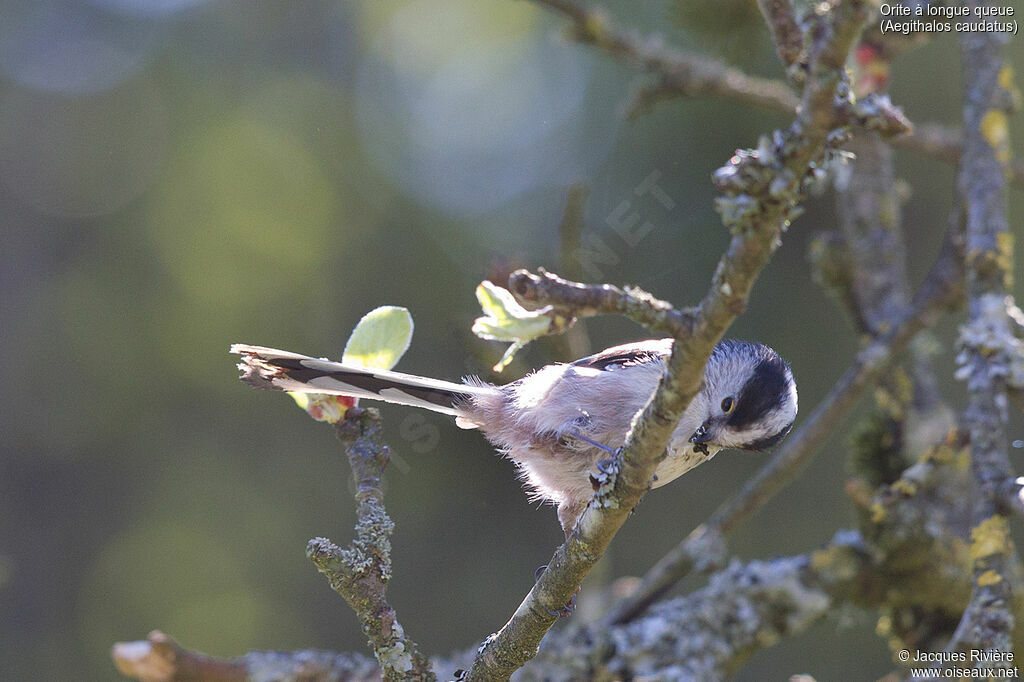 Long-tailed Tit female adult breeding, identification, Reproduction-nesting