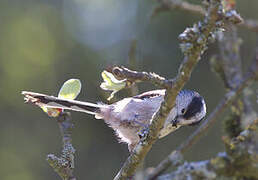 Long-tailed Tit