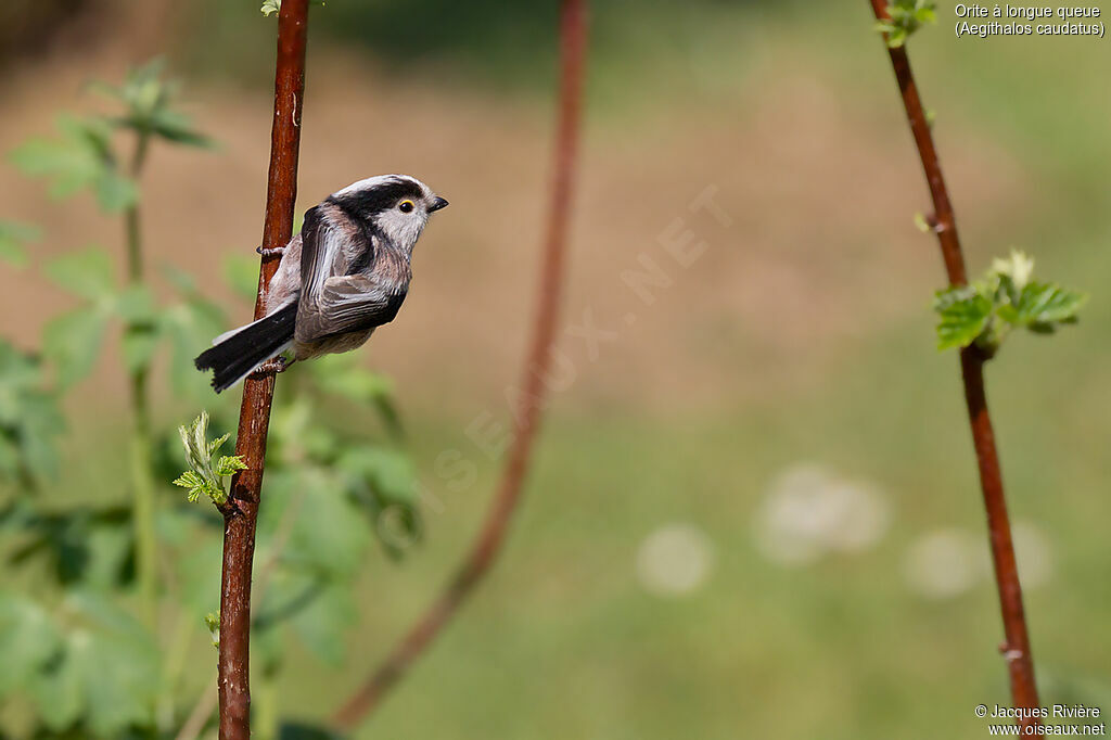 Long-tailed Tit female adult breeding, identification