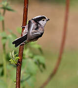 Long-tailed Tit