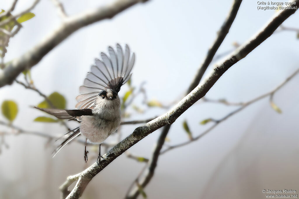 Long-tailed Titadult breeding, identification