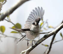 Long-tailed Tit