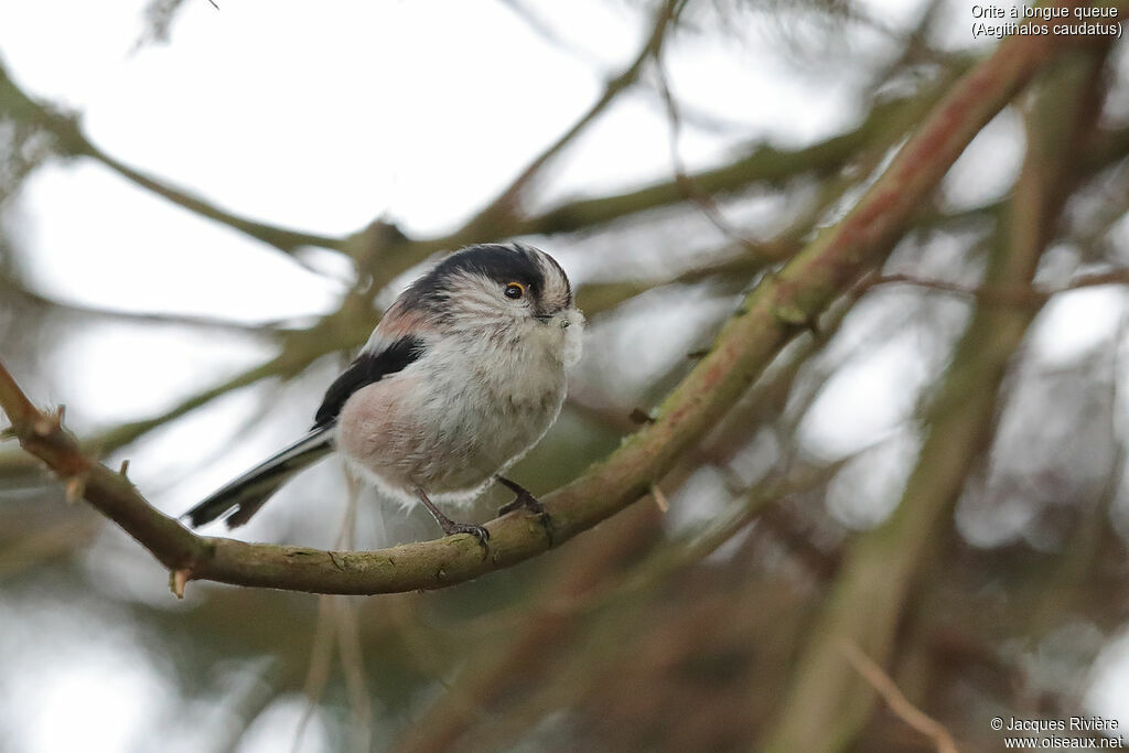 Long-tailed Tit female adult breeding, identification, Reproduction-nesting