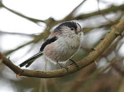 Long-tailed Tit