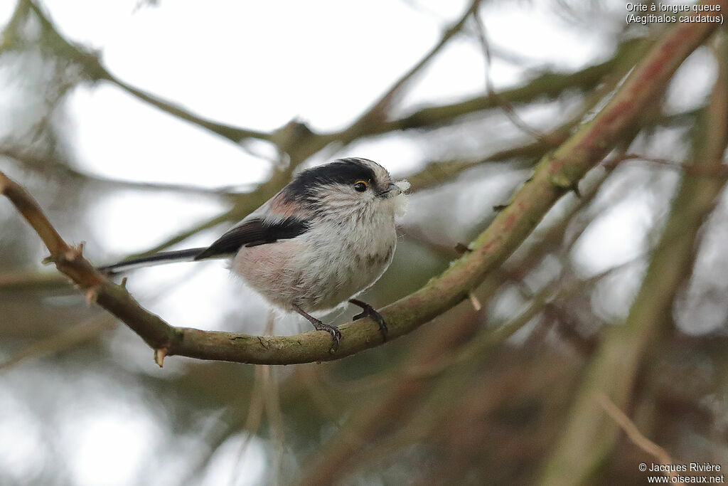 Long-tailed Tit female adult breeding, identification, Reproduction-nesting