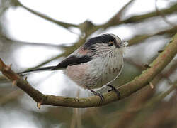 Long-tailed Tit