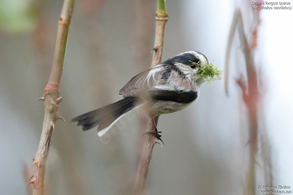 Long-tailed Tit female adult breeding, identification, Reproduction-nesting