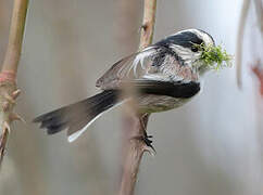 Long-tailed Tit