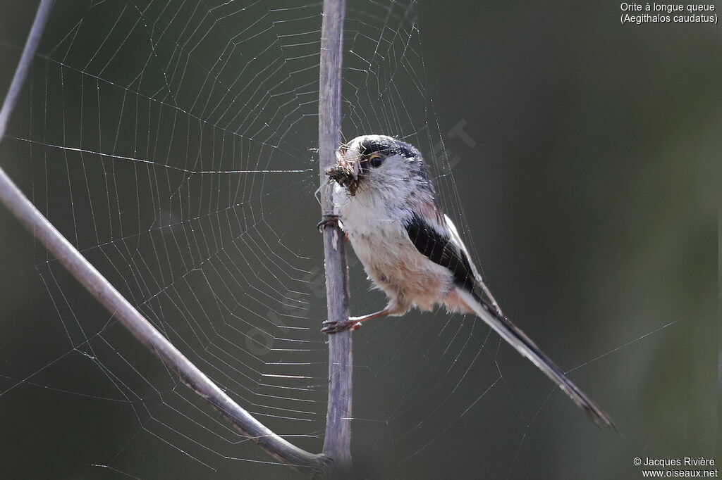 Long-tailed Titadult breeding, identification, Reproduction-nesting