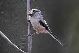 Long-tailed Tit