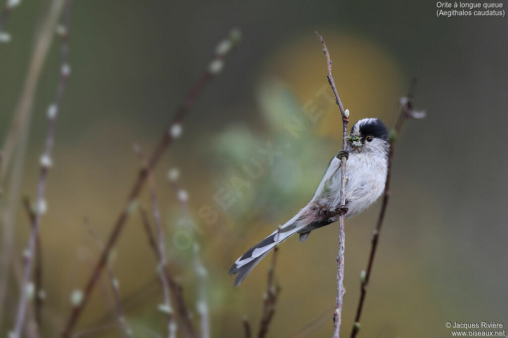 Long-tailed Tit