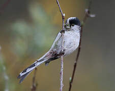 Long-tailed Tit