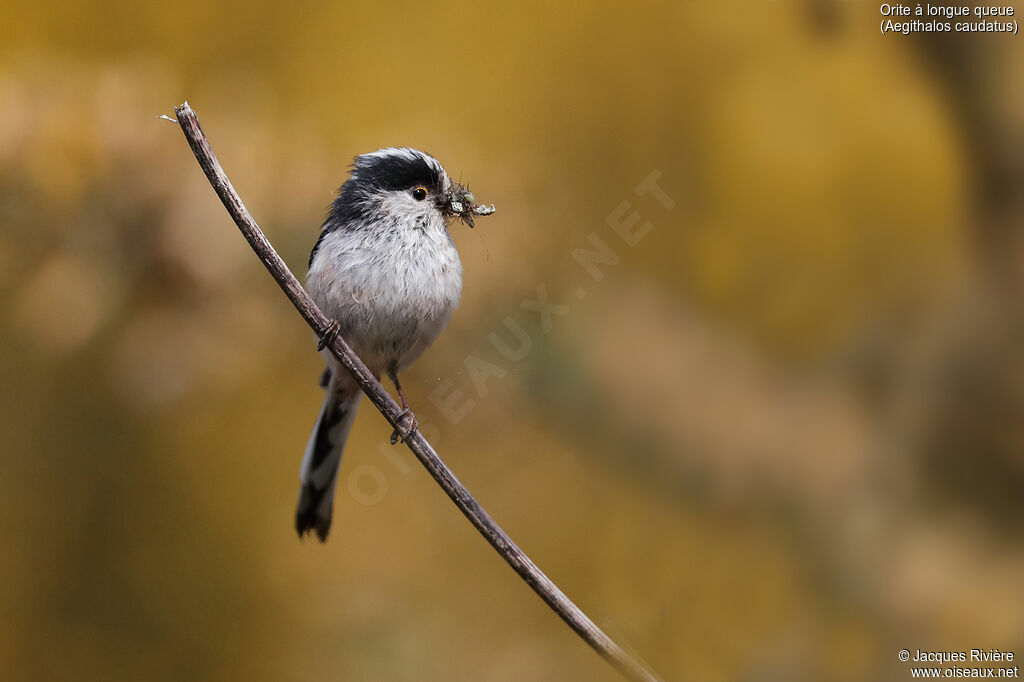 Long-tailed Titadult breeding, identification, Reproduction-nesting