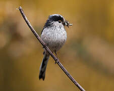 Long-tailed Tit