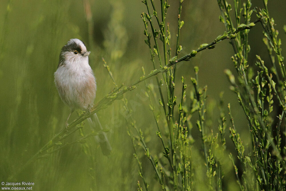 Long-tailed Titadult breeding, Reproduction-nesting