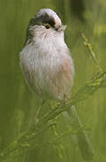 Long-tailed Tit