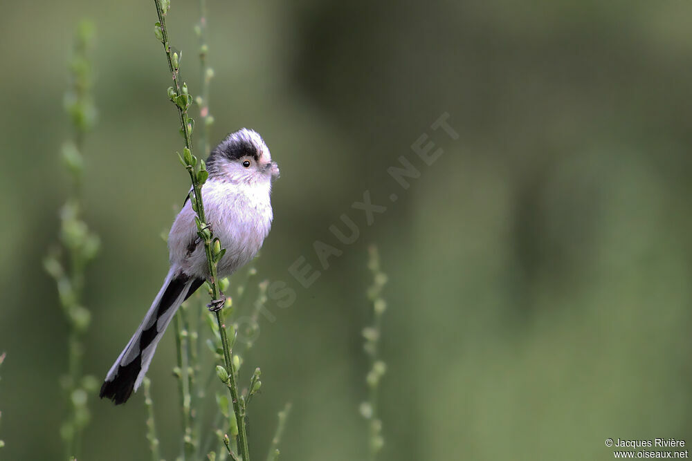 Long-tailed Titadult breeding, Reproduction-nesting