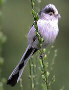 Long-tailed Tit