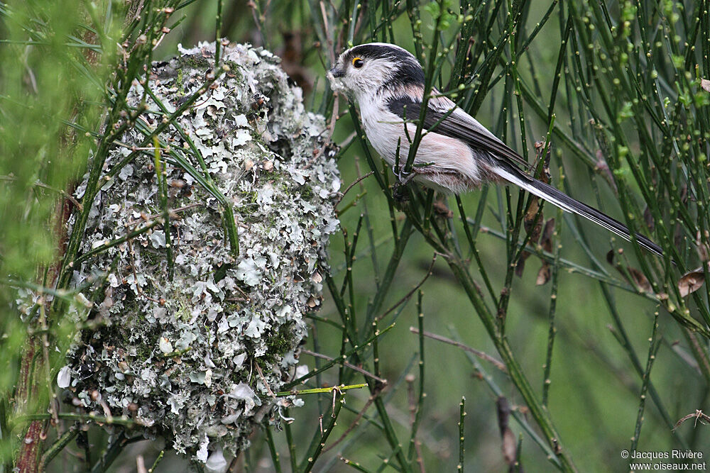 Long-tailed Titadult breeding, Reproduction-nesting