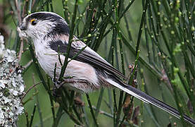 Long-tailed Tit