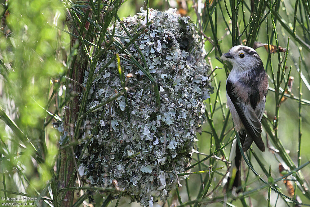 Long-tailed Titadult breeding, Reproduction-nesting