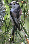 Long-tailed Tit