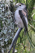 Long-tailed Tit