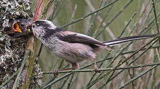 Long-tailed Tit