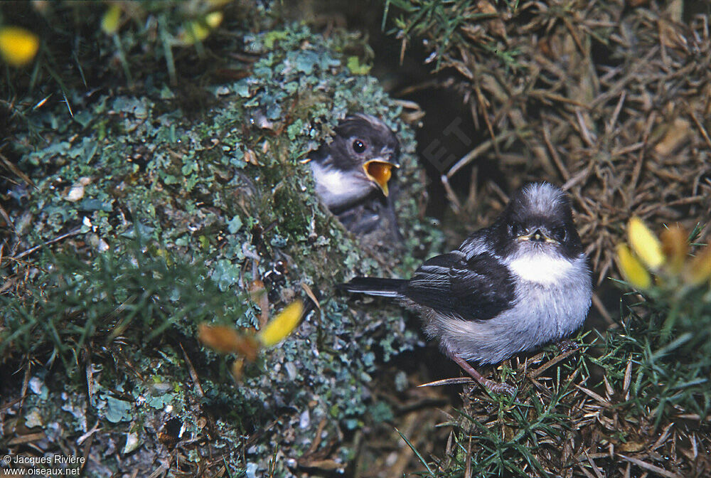 Long-tailed Titjuvenile