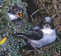 Long-tailed Tit